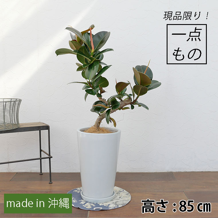 フィカス・ソフィア-020 陶器鉢植え・Mサイズ(ラウンド)