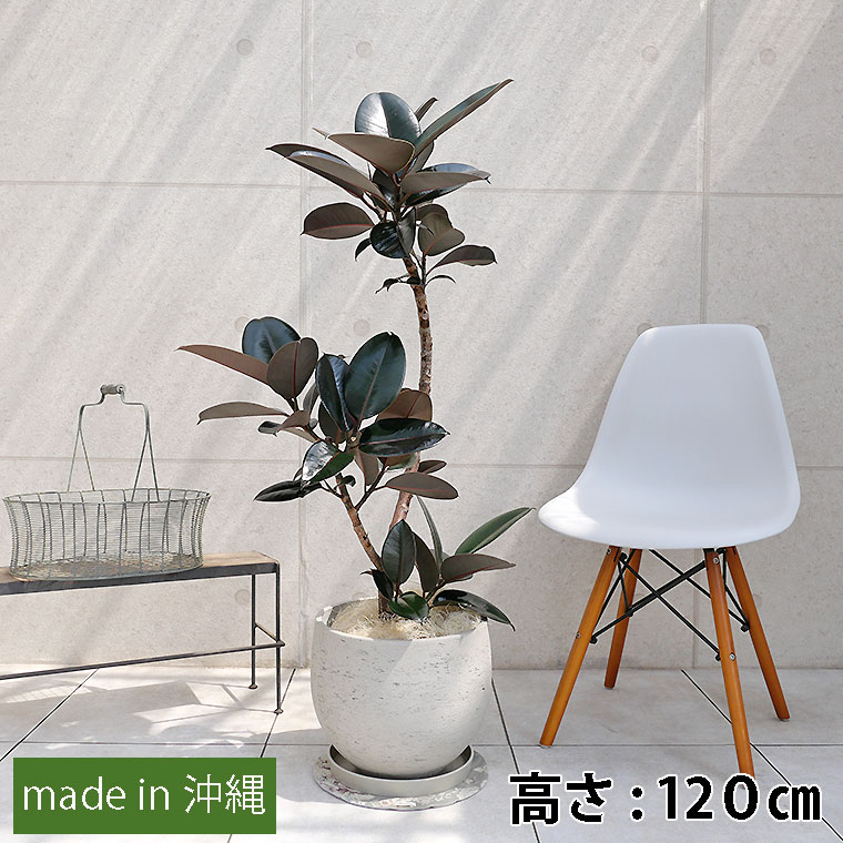 フィカス・バーガンディー(黒ゴム) ファイバーセメント製鉢植え