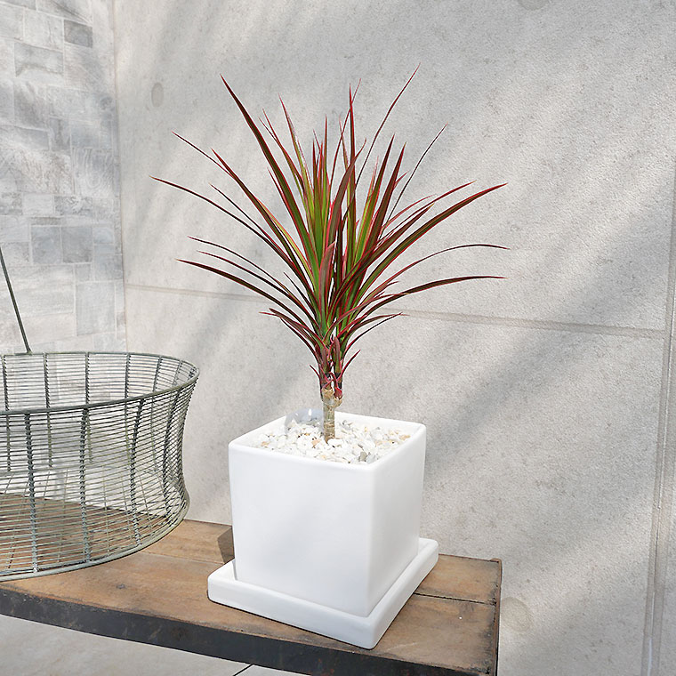 ドラセナ・コンシンネ トリカラー 陶器鉢植え・Sサイズ(マットシリーズ/キューブ)
