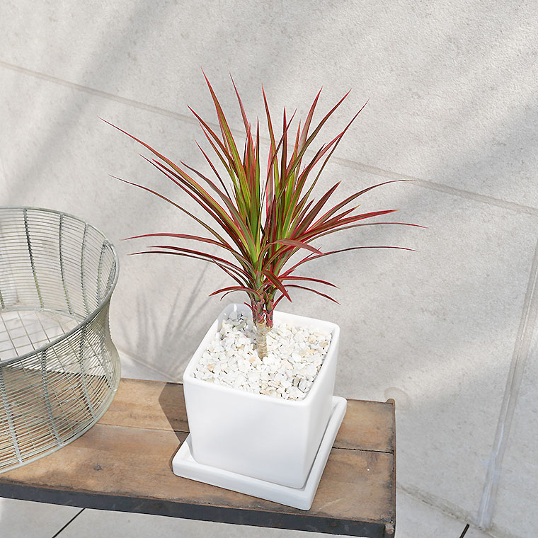 ドラセナ・コンシンネ トリカラー 陶器鉢植え・Sサイズ(マットシリーズ/キューブ)
