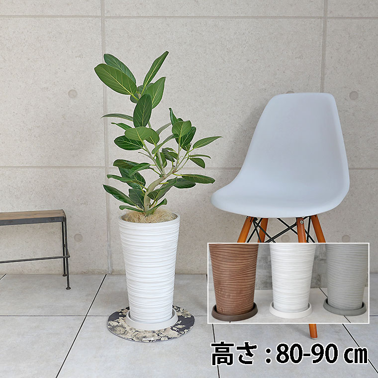 フィカス・ベンガレンシス 樹脂製鉢植え(12AH22)