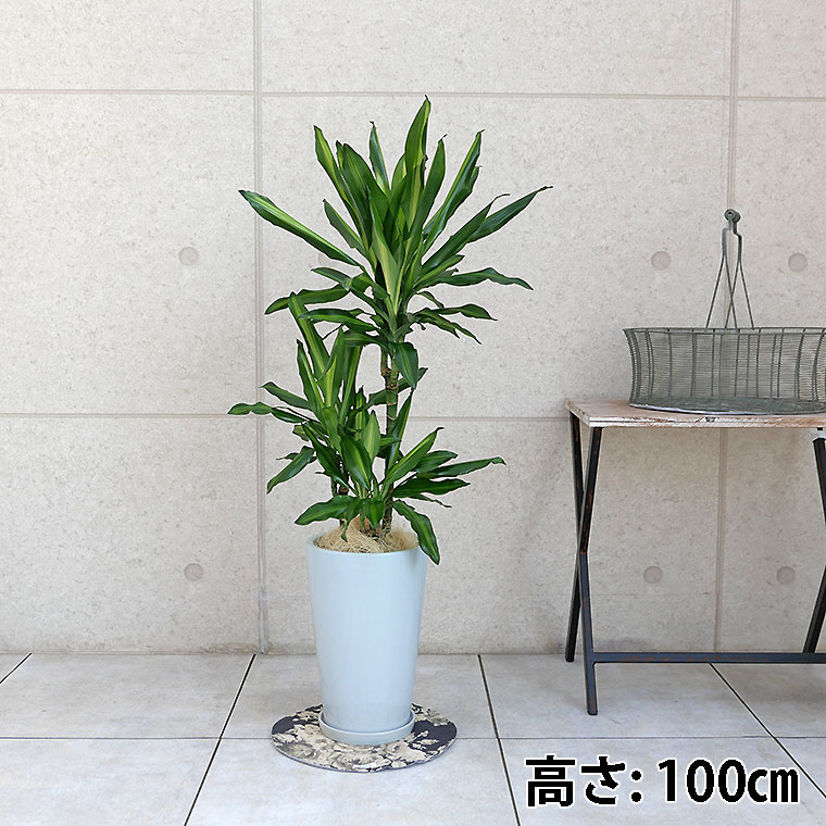 ドラセナ・ジュレ 陶器鉢植え・Mサイズ(ラウンド)