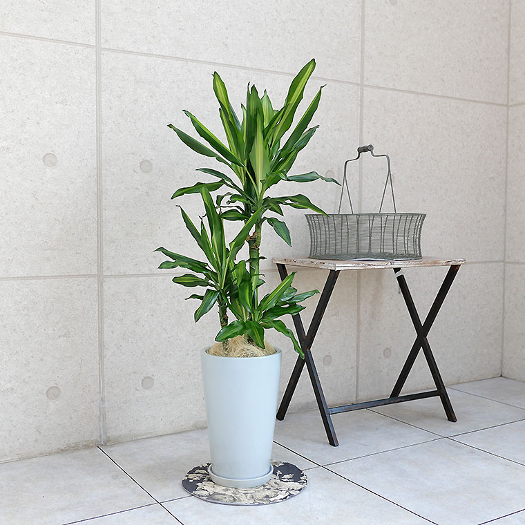 ドラセナ・ジュレ 陶器鉢植え・Mサイズ(ラウンド)