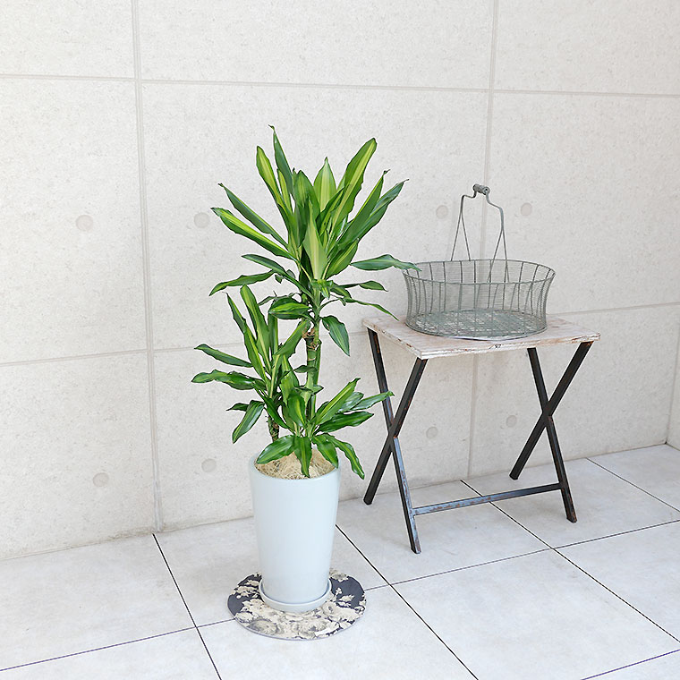 ドラセナ・ジュレ 陶器鉢植え・Mサイズ(ラウンド)