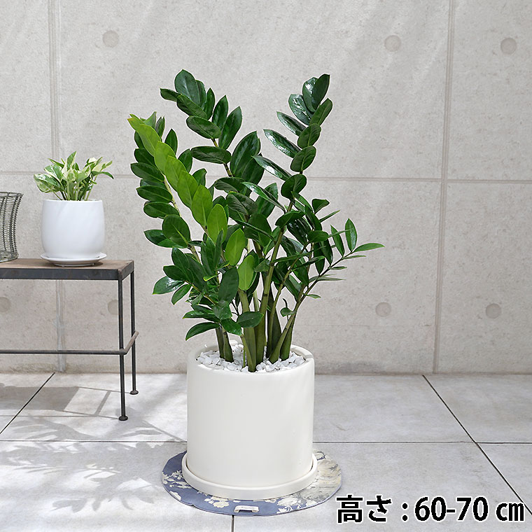 ザミオクルカス・ザミフォーリア 陶器鉢植え・Mサイズ(マットシリーズ/シリンダー)