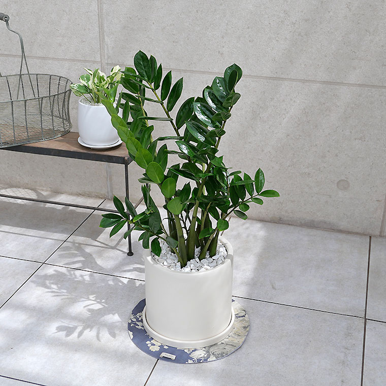 ザミオクルカス・ザミフォーリア 陶器鉢植え・Mサイズ(マットシリーズ/シリンダー)