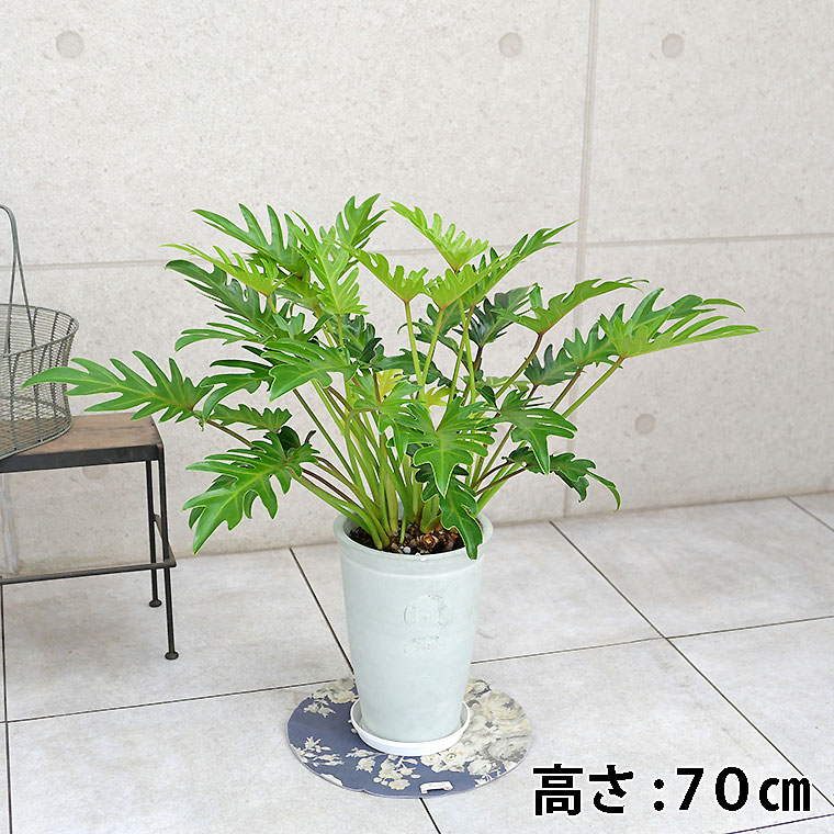 クッカバラ(フィロデンドロン・ザナドゥー) テラコッタ製鉢植え・Mサイズ