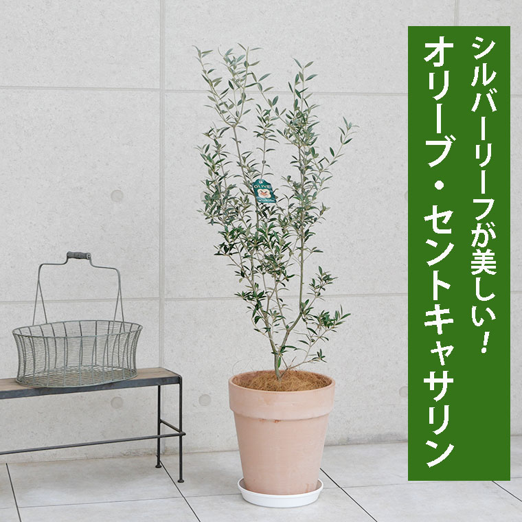 オリーブ セントキャサリン テラコッタ鉢植え 観葉植物と植木鉢の専門店cocolate オリーブ セントキャサリン テラコッタ鉢植え 観葉植物と植木鉢の専門店cocolate