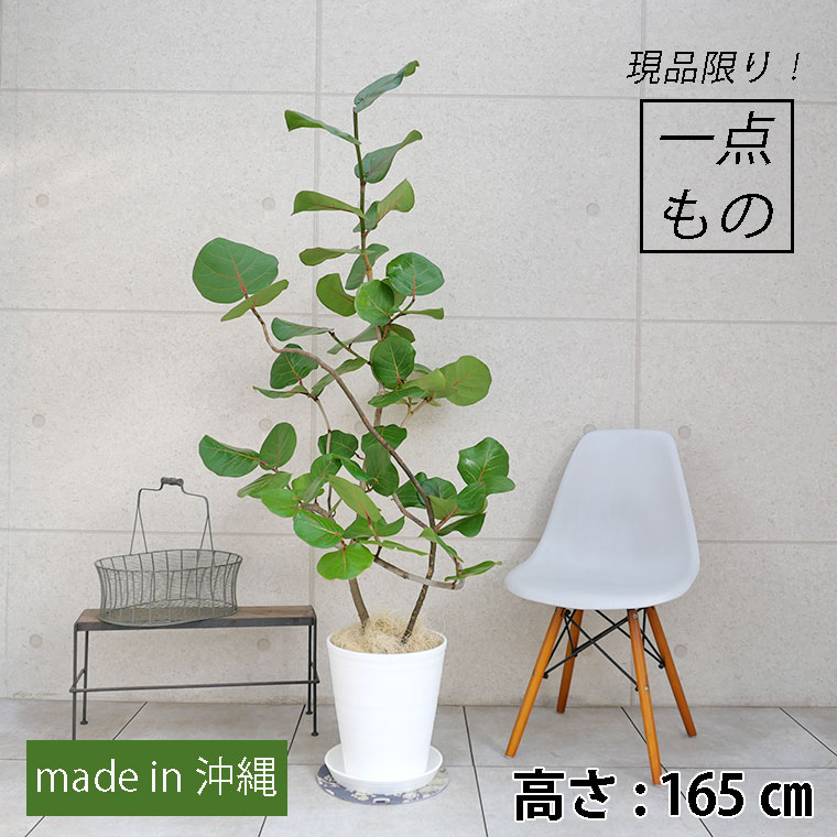 シーグレープ-002 10号セラート鉢