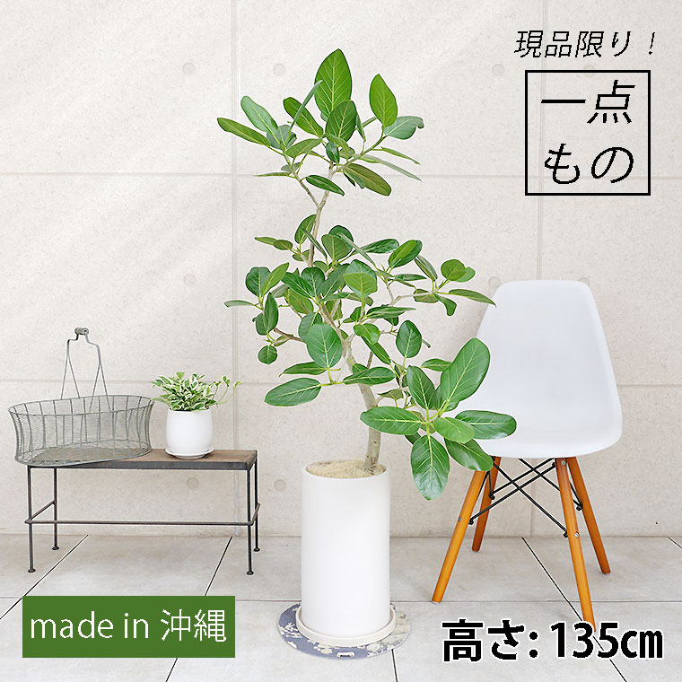 フィカス・ベンガレンシス-084 陶器鉢植え(マットシリーズ/ロングシリンダー)