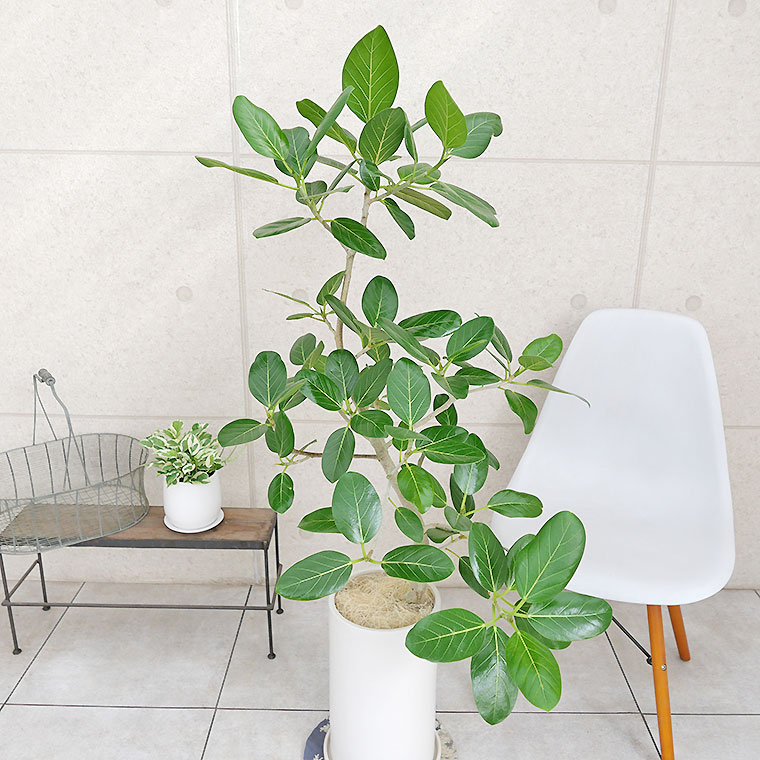 フィカス・ベンガレンシス-084 陶器鉢植え(マットシリーズ/ロングシリンダー)