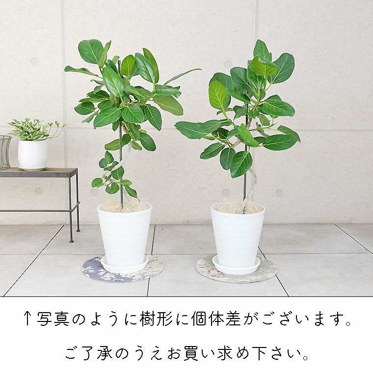 フィカス・ベンガレンシス 個体差の写真