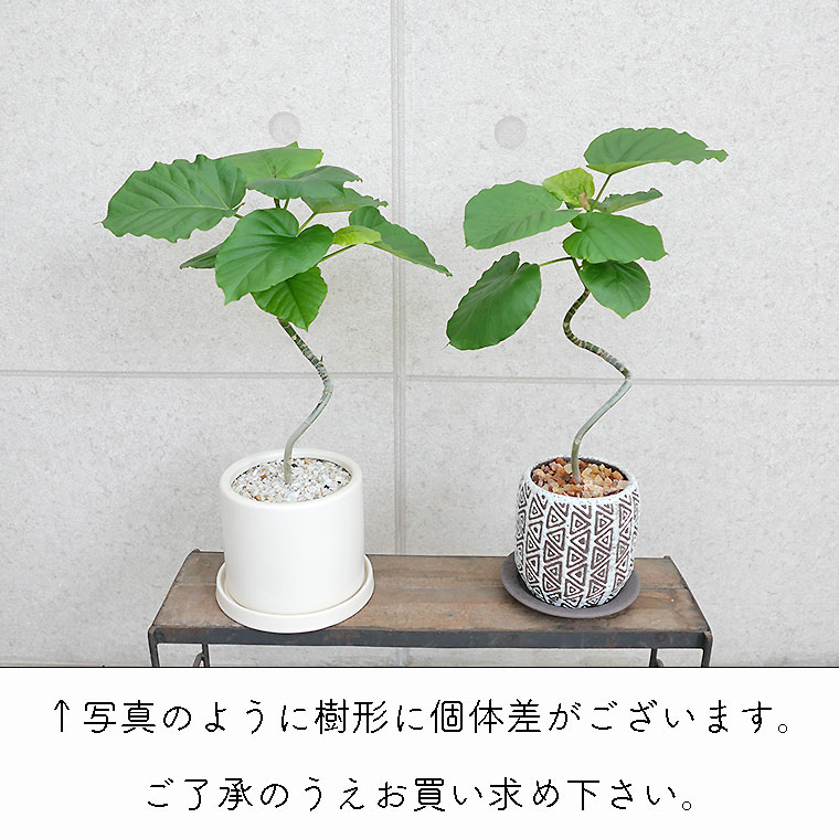 フィカス・ウンベラータ らせん仕立て 個体差の写真