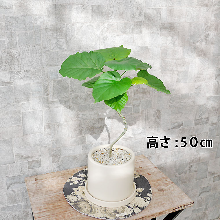 フィカス・ウンベラータ らせん仕立て 陶器鉢植え・Sサイズ(マットシリーズ/シリンダー)