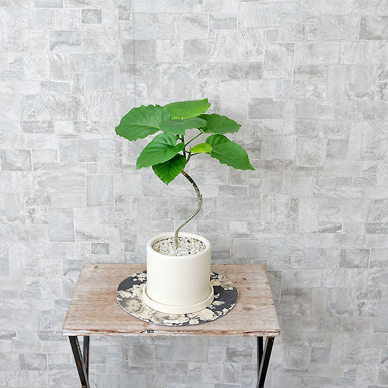 フィカス・ウンベラータ らせん仕立て 陶器鉢植え・Sサイズ(マットシリーズ/シリンダー)