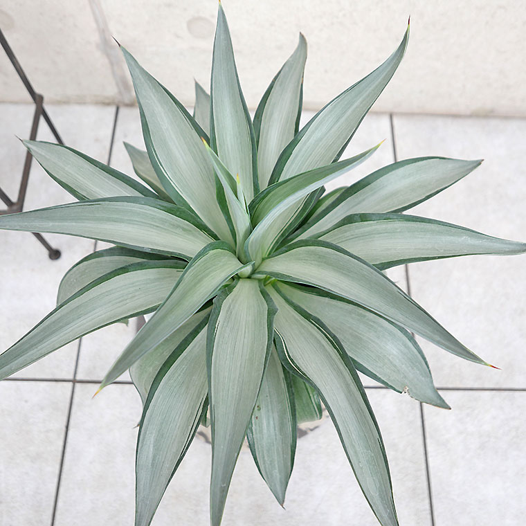 【マニア向け】アガベ・クイックシルバー　葉の写真