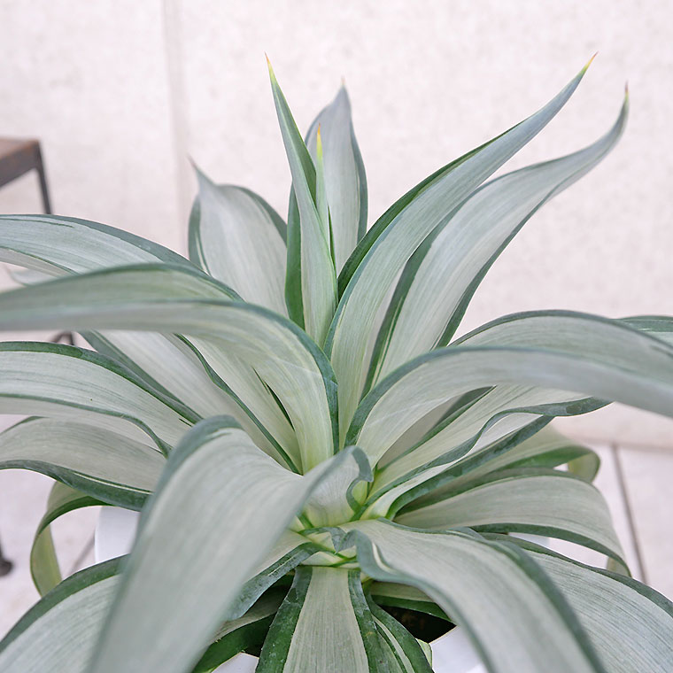 【マニア向け】アガベ・クイックシルバー 葉の写真