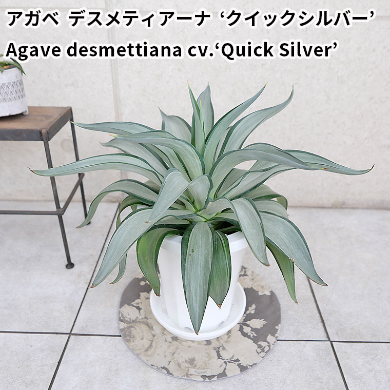 【マニア向け】アガベ・クイックシルバー　7号鉢