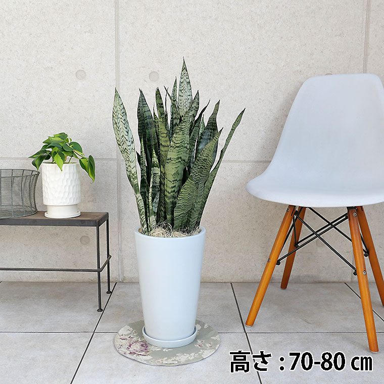 サンスベリア・ゼラニカ 陶器鉢植え・Mサイズ(ラウンド)