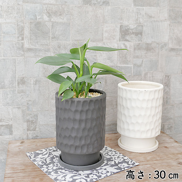 フィロデンドロン・シルバーメタル 陶器鉢植え(エッジ バレット)