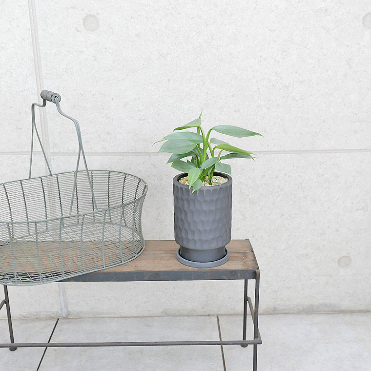 フィロデンドロン・シルバーメタル 陶器鉢植え(エッジ バレット)
