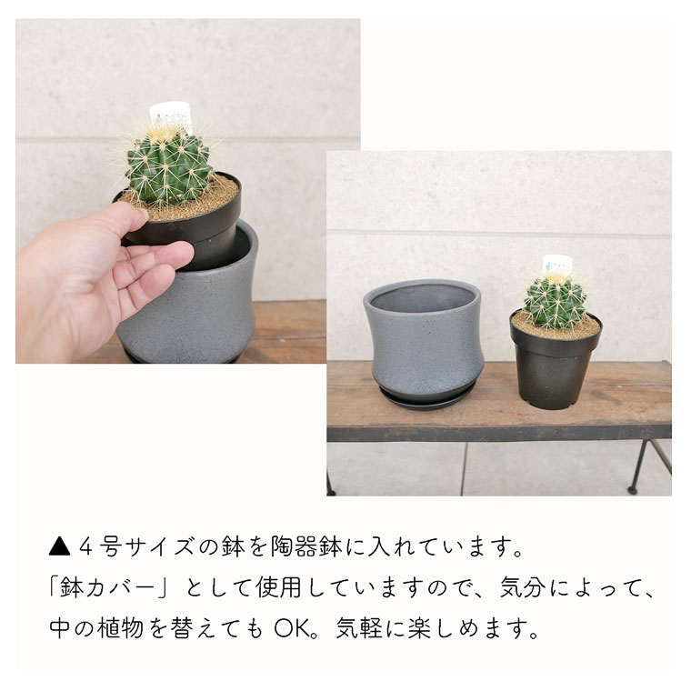 サボテン・キンシャチ(金鯱)と陶器の鉢カバーのセット