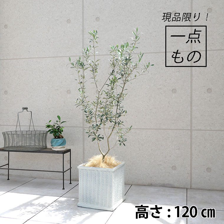 オリーブ・セントキャサリン-005 鉢植え(アンティークホワイト)