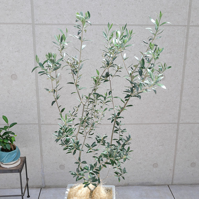 オリーブ・セントキャサリン-005　鉢植え（アンティークホワイト）