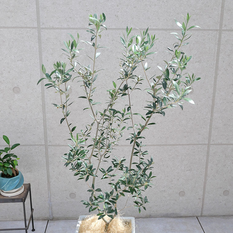 オリーブ・セントキャサリン-005 鉢植え(アンティークホワイト)