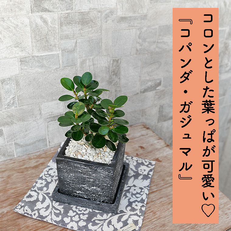 コパンダガジュマル 陶器鉢植え(ブロンクス)