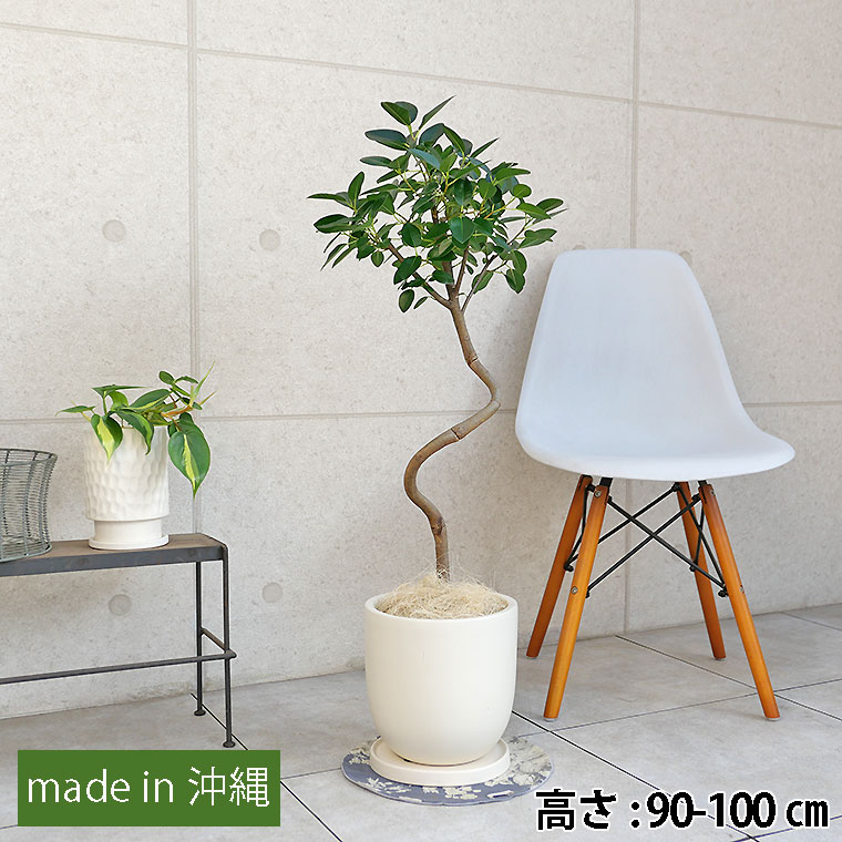 フランスゴム 陶器鉢植え・Mサイズ(マットシリーズ/シェッド)