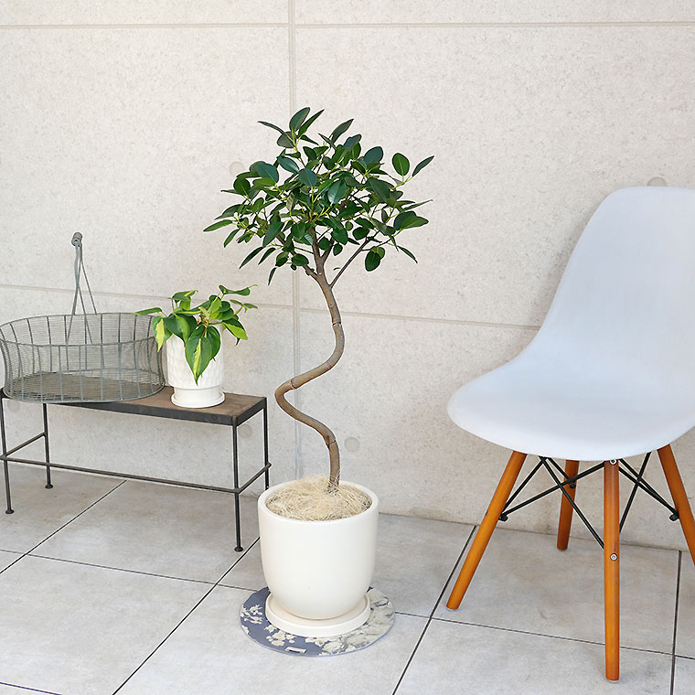 フランスゴム 陶器鉢植え・Mサイズ(マットシリーズ/シェッド)