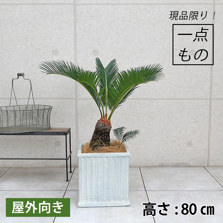 ソテツ寄せ植え - 植物/観葉植物