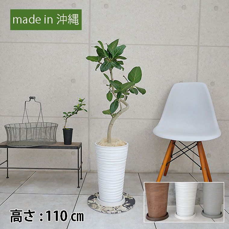 フィカス・ベンガレンシス 樹脂製鉢植え(12AH22)