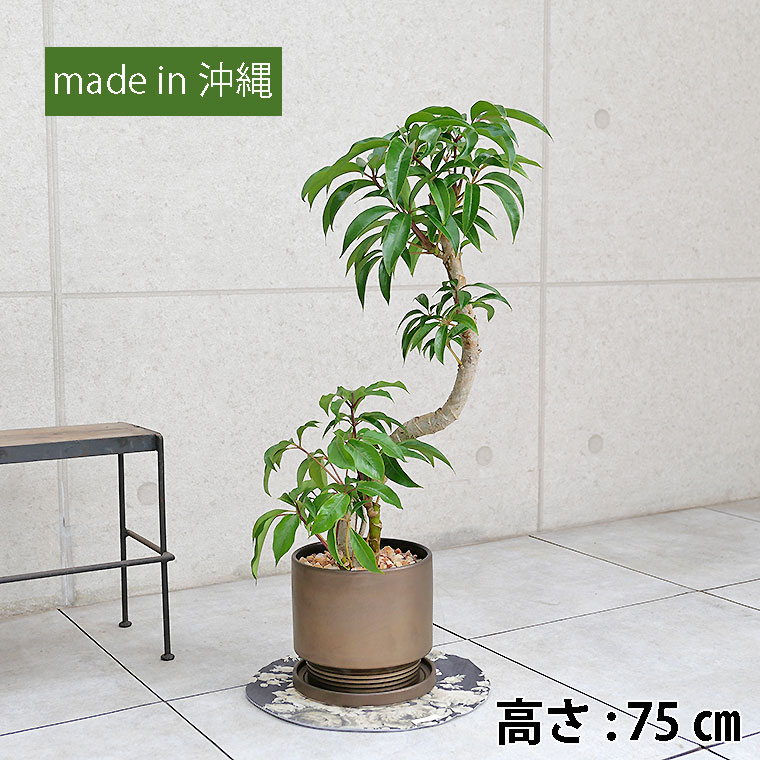 ツピダンサス カッパー色の陶器鉢植え