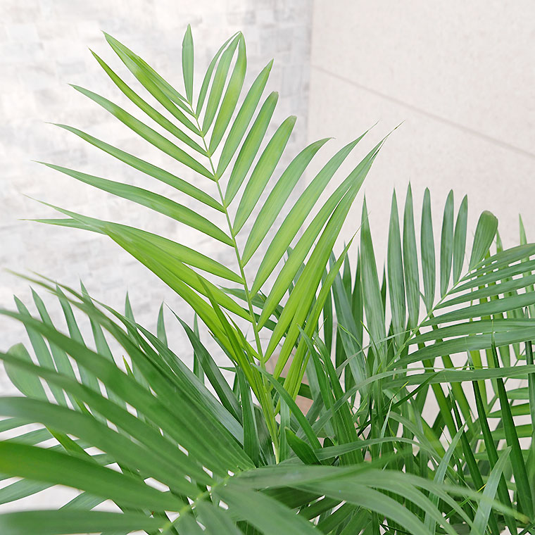 セフリジ 葉の写真