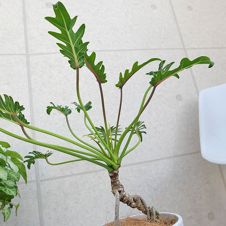 クッカバラ（フィロデンドロン・ザナドゥー）根上がり-005　樹脂製鉢植え（12A22）