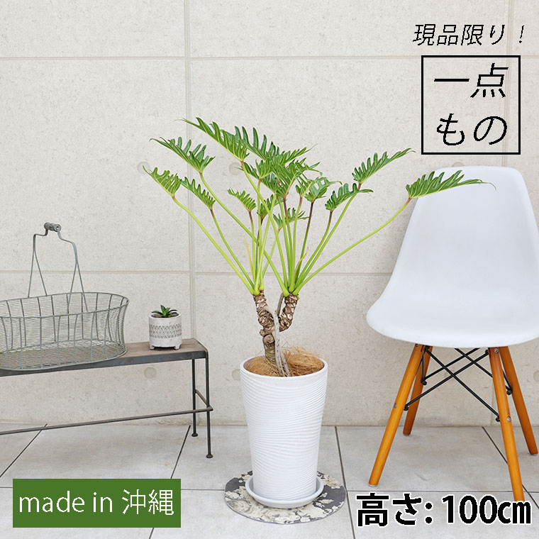クッカバラ(フィロデンドロン・ザナドゥー)根上がり-003 樹脂製鉢植え(12A22)
