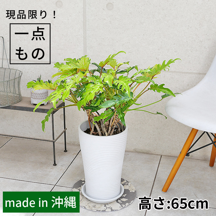 クッカバラ(フィロデンドロン・ザナドゥー)根上がり-008 樹脂製鉢植え(12A22)