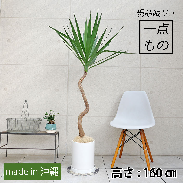 ユッカ-003　陶器鉢植え・Lサイズ（マットシリーズ/シリンダー）