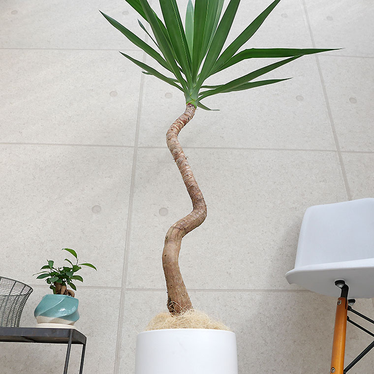 ユッカ-003 陶器鉢植え・Lサイズ(マットシリーズ/シリンダー)