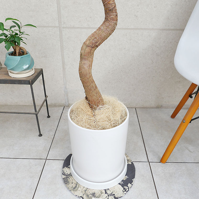 ユッカ-003 陶器鉢植え・Lサイズ(マットシリーズ/シリンダー)