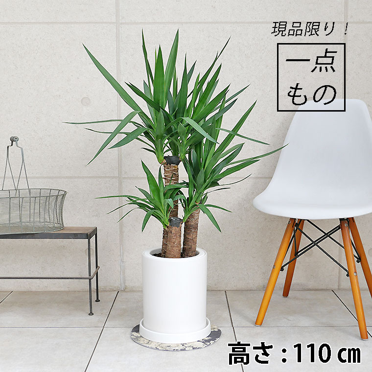 ユッカ-004　陶器鉢植え・Lサイズ（マットシリーズ/シリンダー）