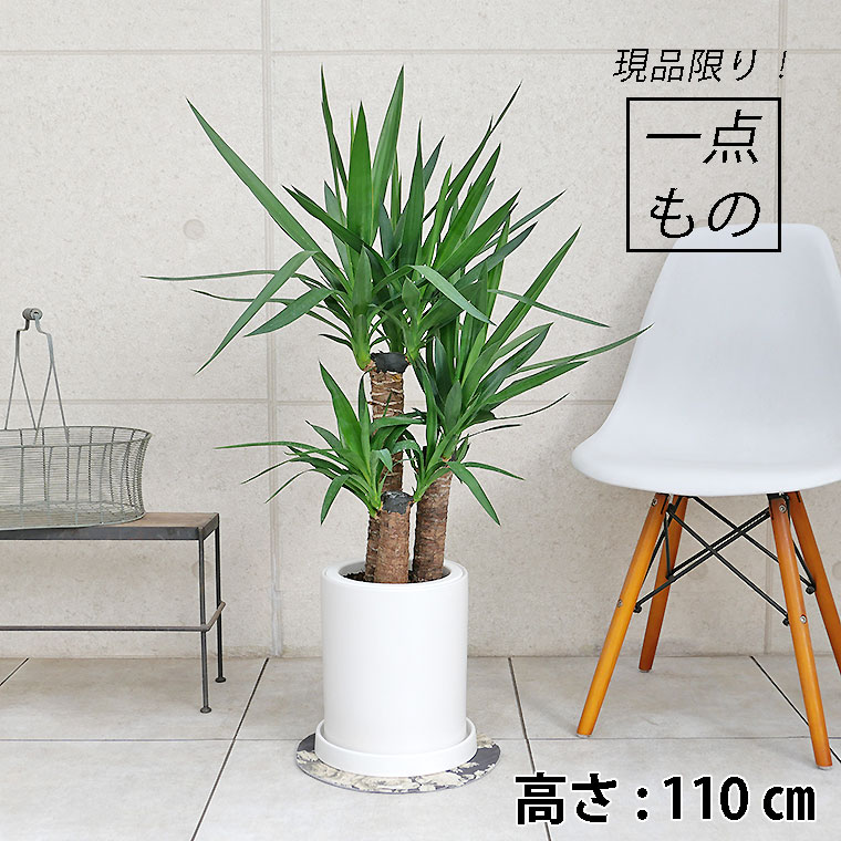 ユッカ-004 陶器鉢植え・Lサイズ(マットシリーズ/シリンダー)