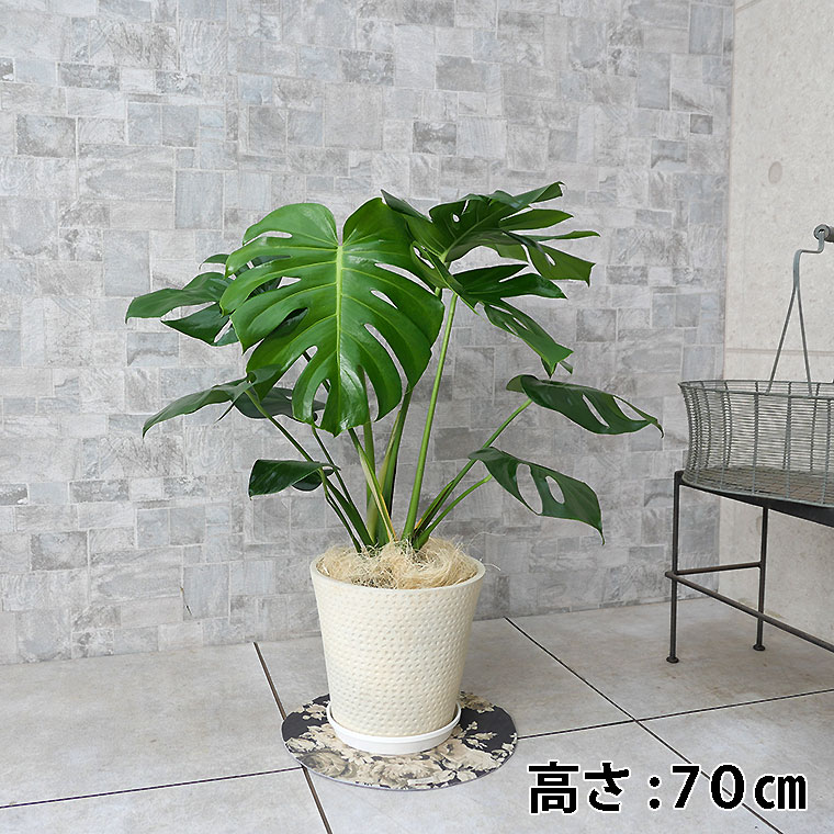 モンステラ 鉢植え・Mサイズ(ロンド/コニック)