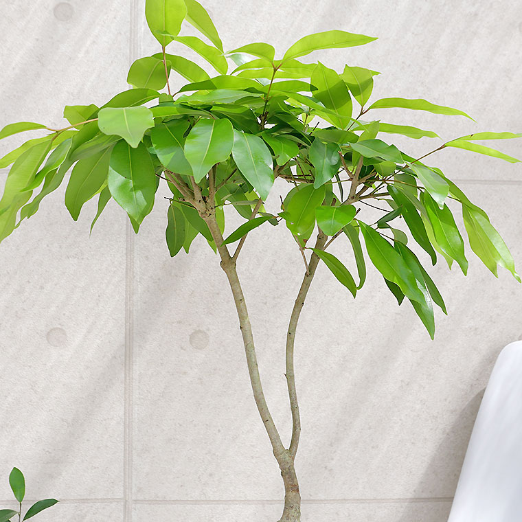 アマゾンオリーブ-010 陶器鉢植え・Lサイズ(マットシリーズ/シリンダー)