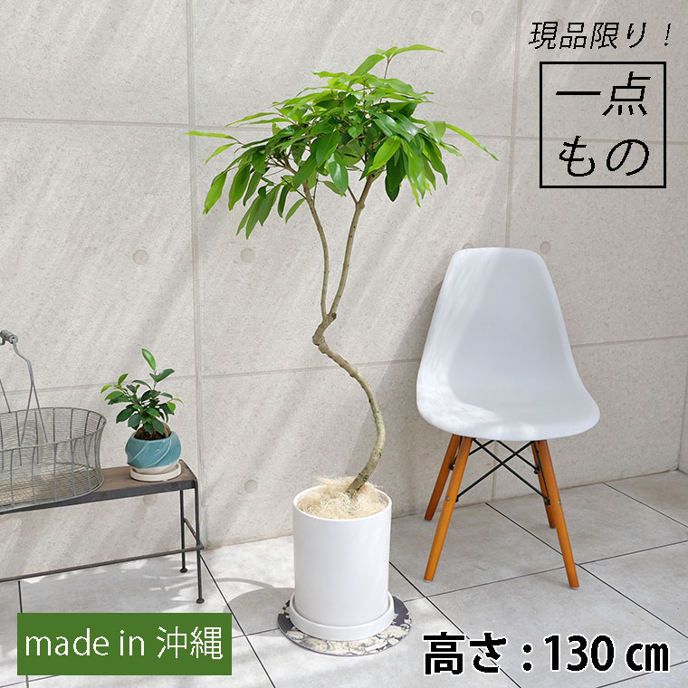 アマゾンオリーブ-010 陶器鉢植え・Lサイズ(マットシリーズ/シリンダー)