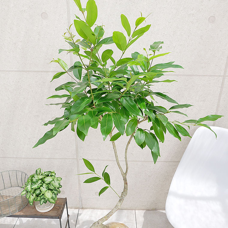 150cm 大型 室内観葉植物 アマゾンオリーブ 鉢付き