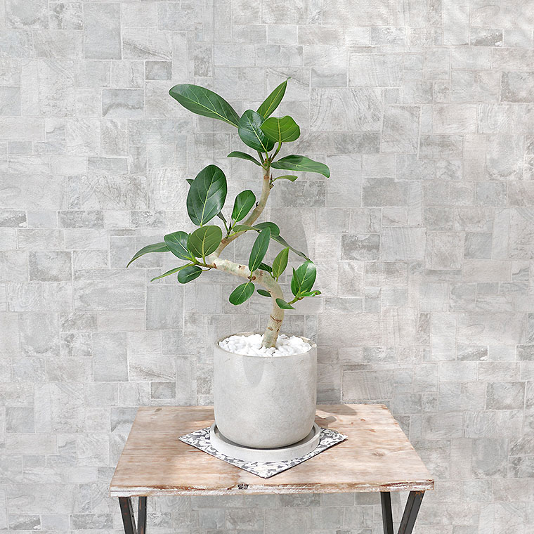 フィカス・ベンガレンシス セメント鉢植え