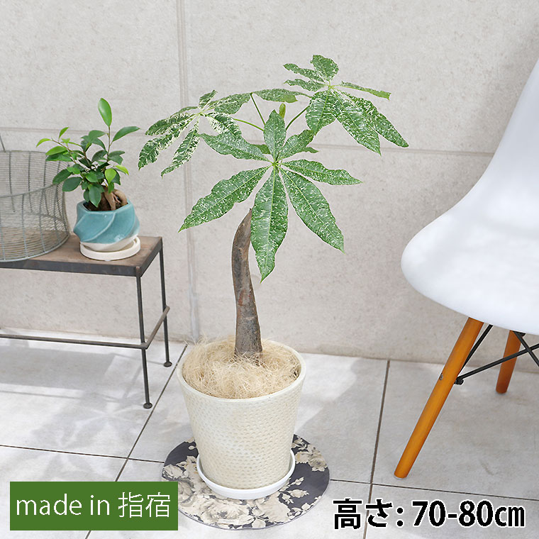 パキラ・ミルキーウェイ(フイリ) 鉢植え・Mサイズ(ロンド/コニック)
